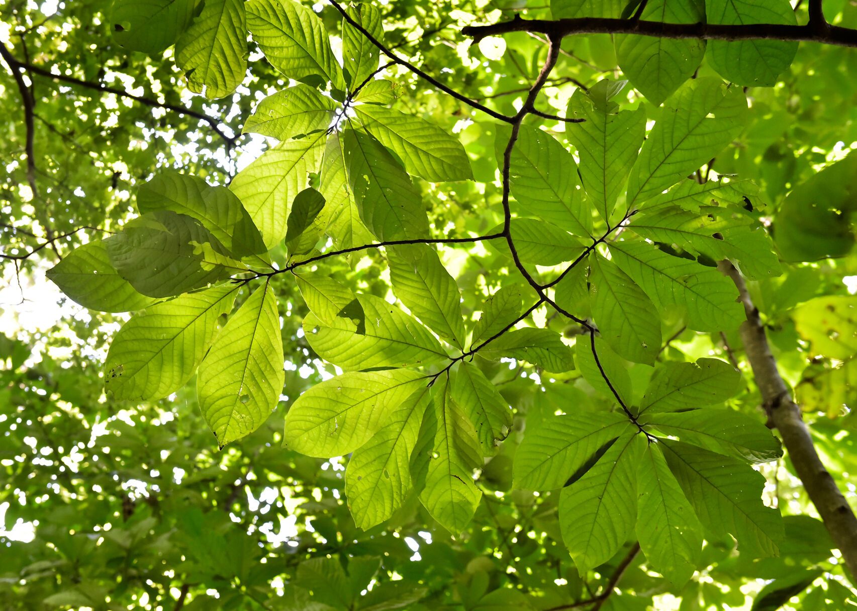 Paw Paw Trees 11.jpg